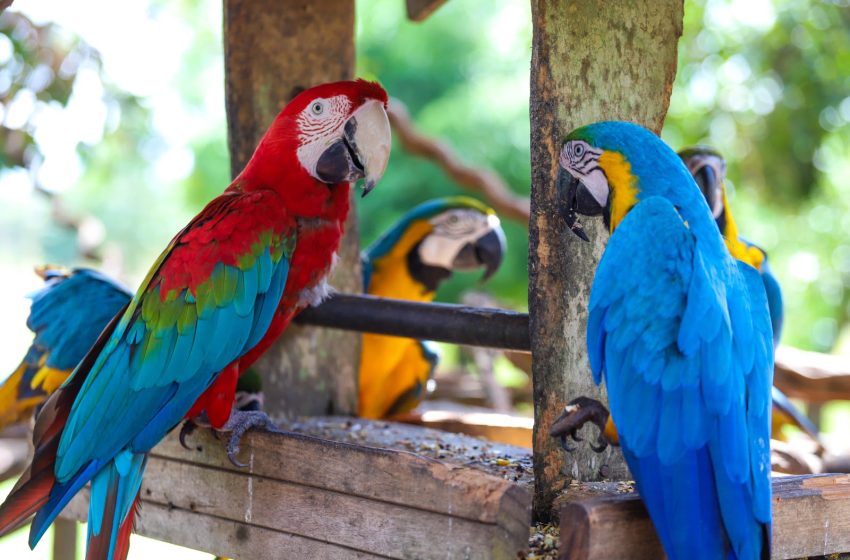  Instituto que trata de animais silvestres resgatados recebe apoio da Prefeitura de Araguaína